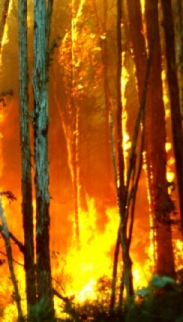 Fire Fire