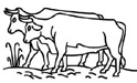 Oxen Oxen