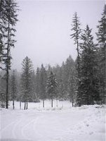 Snowy wilderness Snowy wilderness